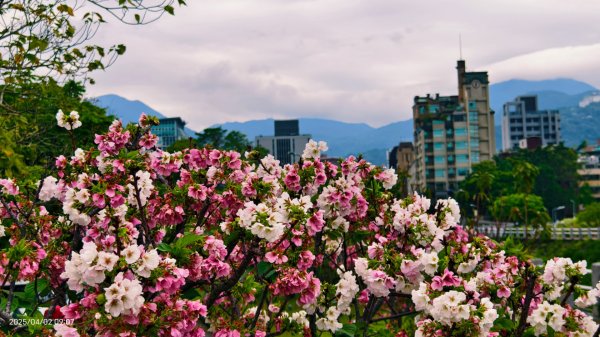 #綠繡眼 訪花 #吉野櫻 #天元宮 #楓樹湖 03162750783