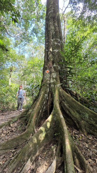 風和日麗來去烏來三山享受森林芬多精2984341