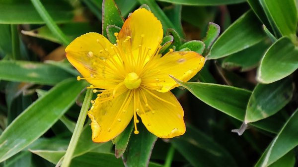 合歡山群峰（南峰、石門山、尖山、東峰）2626818