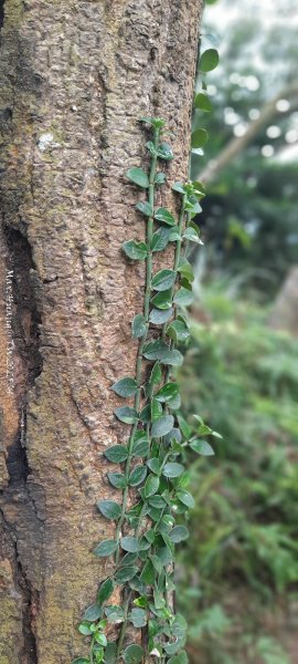 《苗栗》霧雨寒流｜三義三角山步道202512252969259