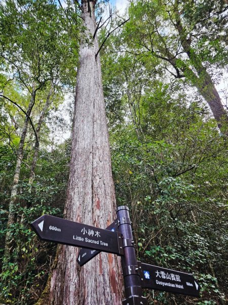 大雪山森林遊樂區森林浴步道2966014