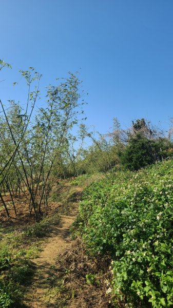 2025-0130溪和宮-大崎頭步道-鵝尾山-平溪步道-鵝尾山水田-42巷-溪山百年古圳-平菁步道2701944