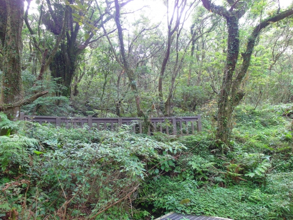 二子坪 面天山 向天山步道 大屯山西峰39748