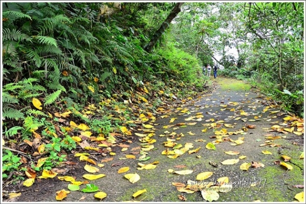 【台中】桐林生態園區步道群.奧山O形環走