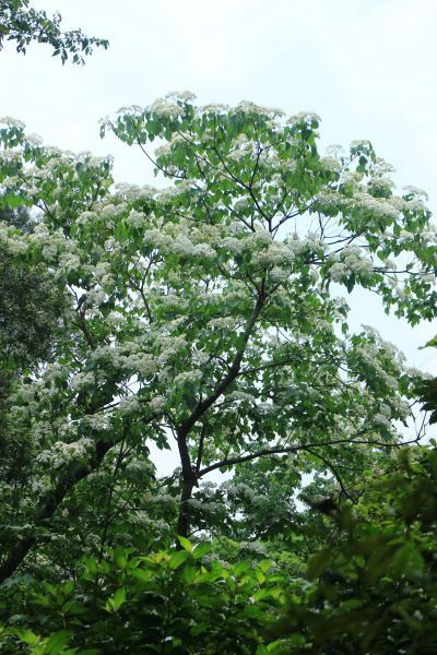 桐花飄雪落 大艽芎古道 20180430322672