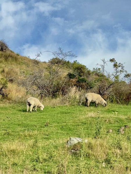 紐西蘭之旅-羅伊峰（Roy Peak ）Hiking 2025.1.282709645