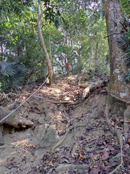 竹山八通關古道社寮段+陳東坑山+溪洲大山ｄ型走202302192037437