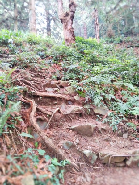 【台中。和平】綠蔭山林滿滿芬多精。大雪山林道 ~1860峰(長壽山)1425607