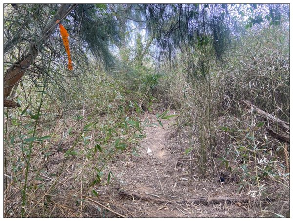 三媽縱走 ( 半天寮山、好望角、白沙屯山 連走 )2973286