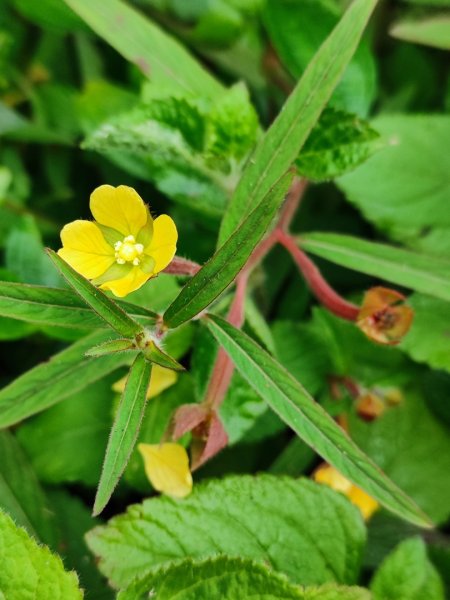 九讚頭車站-大崎棟.茶亭.逃學.騎龍古道20幾K繞大O2972536