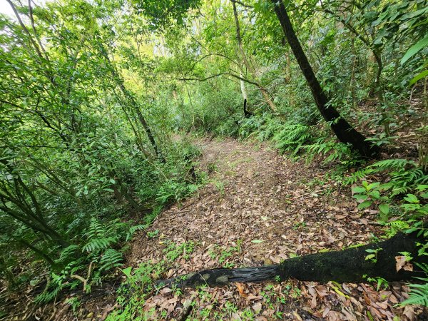 20250404雙十縱走失敗撤退改走蝙蝠山2892551