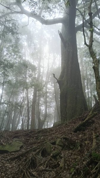 20251010 大雪山國家森林遊樂區 - 船型山林道 登 烏石坑山2911155