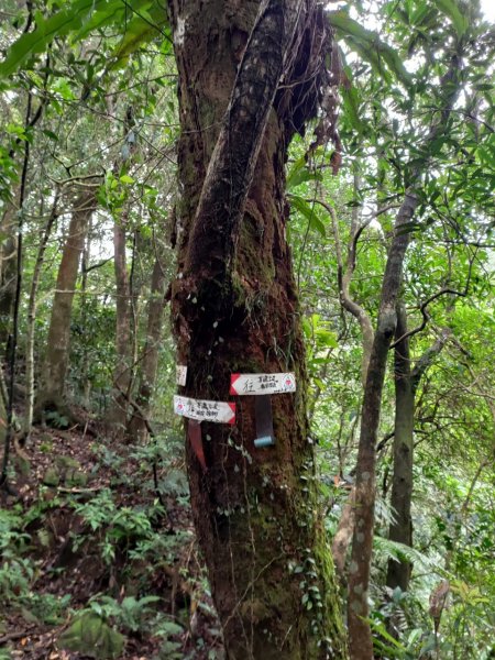 【小百岳集起來】#011 條條山路通姜子寮山, 又稱“三角架山”, H729m1497886