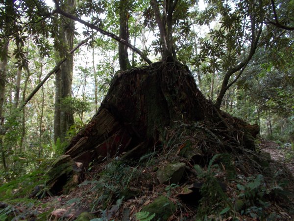 治茆山,治茆山南峰,巒山堂691179