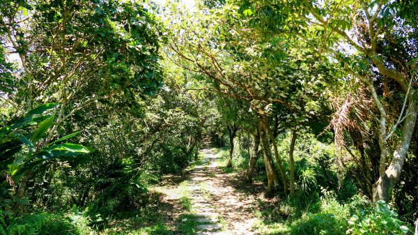 微笑山線烘爐地土地公段2860650