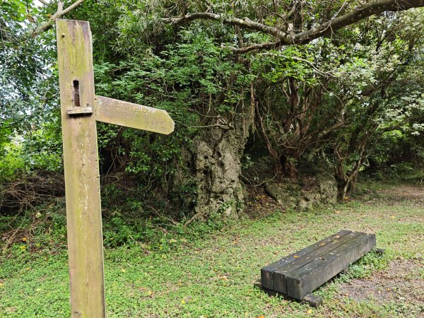 [百山百鳥尋旅-02/15] 2025_0809 社頂自然公園步道2856896