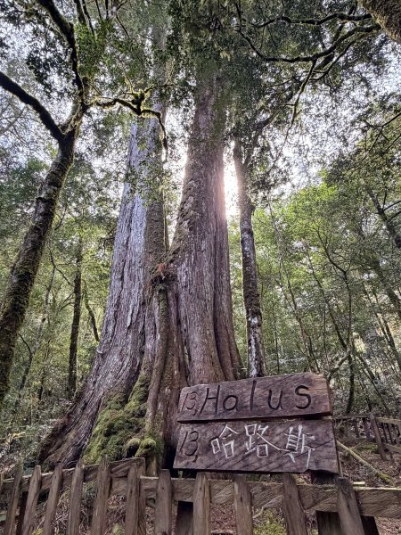 鎮西堡巨木步道B區全段+A區部分3008526