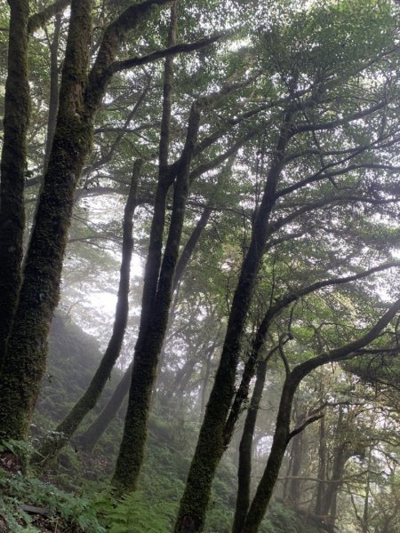 檜山巨木群步道2324142