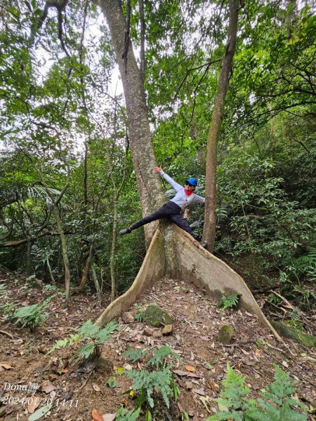 東勢大崙、東勢坑山、觀音湖山O走2986259