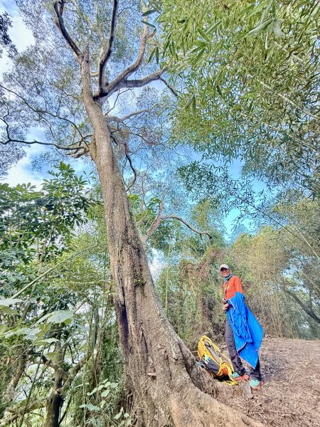 再訪八通關社寮古道登陳東坑山    2025.11.252946104