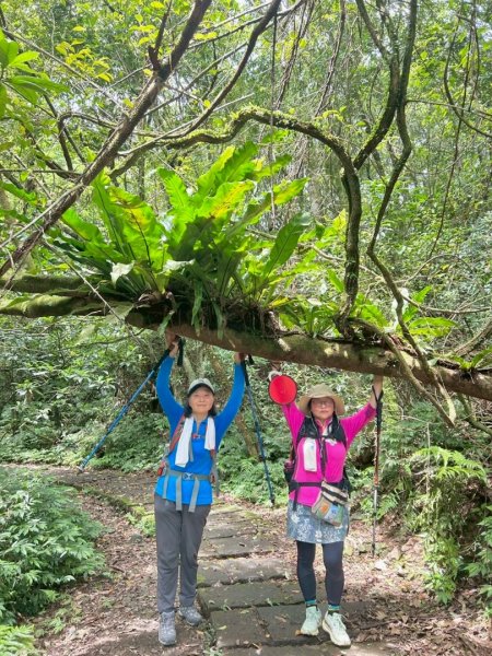 大溪漁港越嶺桃源谷下大里天公廟(蕃薯寮山 福德山 灣坑頭山/小百岳#82)3054203