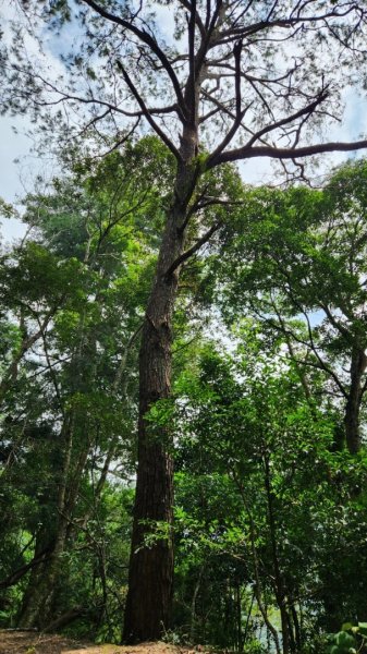 【中級山】有熊森林，谷關三雌白冷山2741087