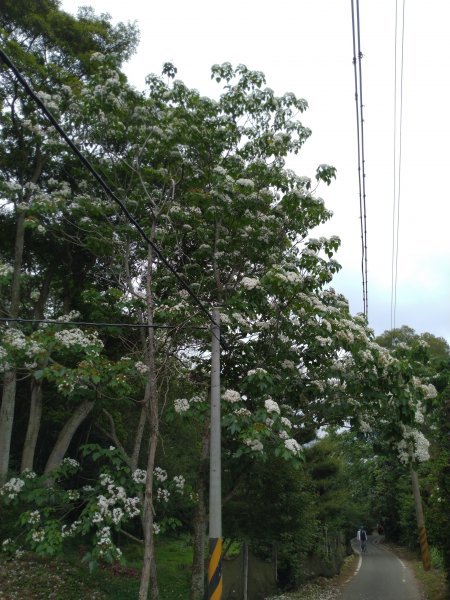 三義 挑炭古道(三通嶺古道)936063