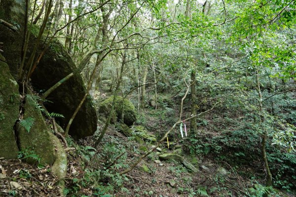 新北 三峽 組合山、樂佩山2462381