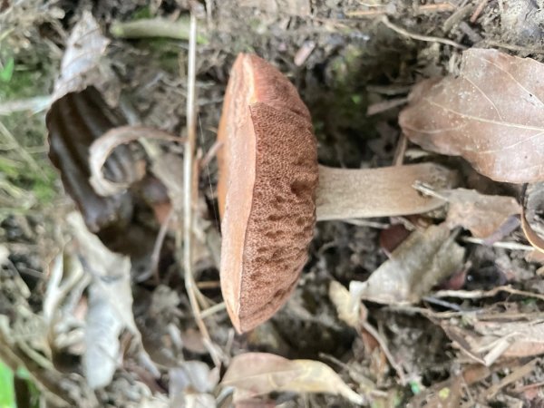 微笑山⛰️線-大棟-二格山-五分山-天上山-鳶山💎12條步道完成💙2853954