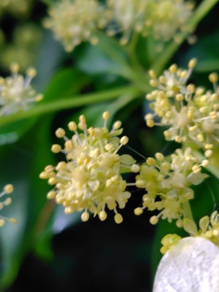 稍來小雪山國家步道、船型山、鞍馬山、鞍馬山東北峰、天池、雪山神木2799666