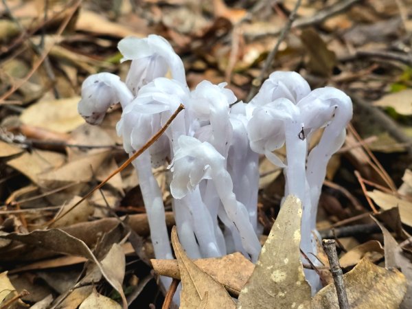 橫嶺山／沙蓮山／笛吹山O繞2787691