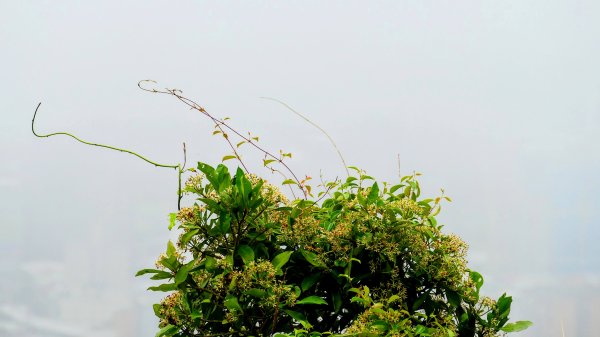 台灣藍鵲3074016