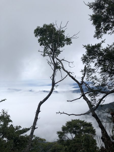 大坪林道 加里山 杜鵑嶺 環線1201445