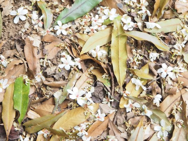 《苗栗》心靈之旅｜火炎山步道O繞南鞍古道201804212890661