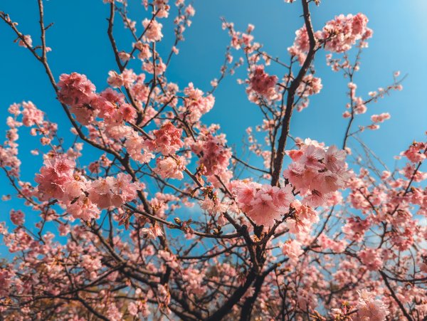 【春宴】百花盛開、櫻花雨1609417