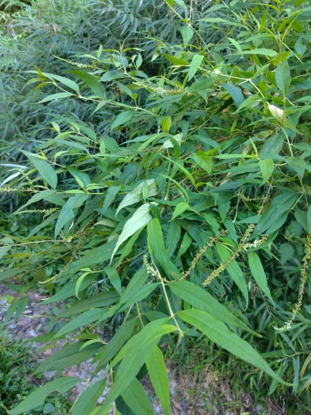 守關山南峰 守關山 守城大山2919099