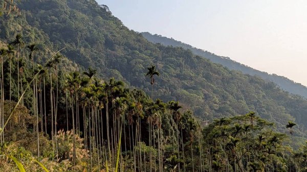 竹仔尖山步道3002505