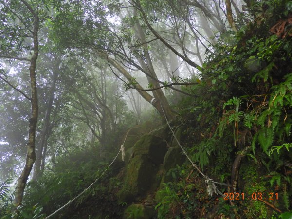 桃園 大溪 金面山、金山面山1315373