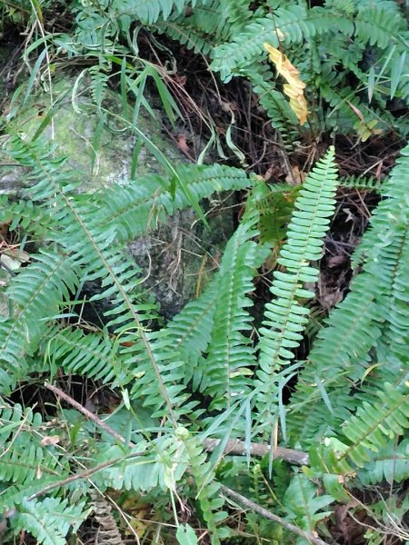 唐麻丹山 蝴蝶谷2918773