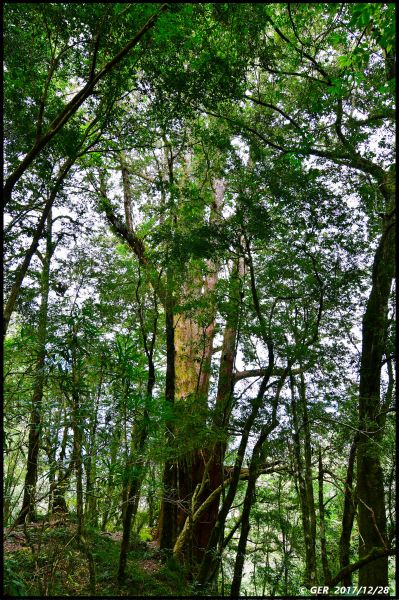 千年的對話~鎮西堡巨木森林 B區234411