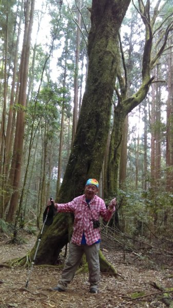 枯木奇特的野馬瞰山森林步道718996