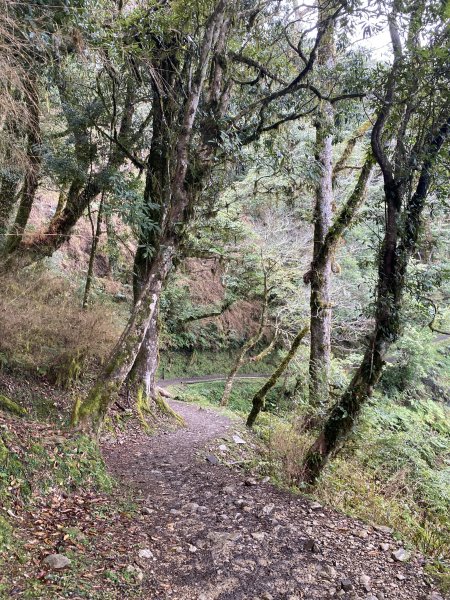 樂山林道檜山巨木群1575680