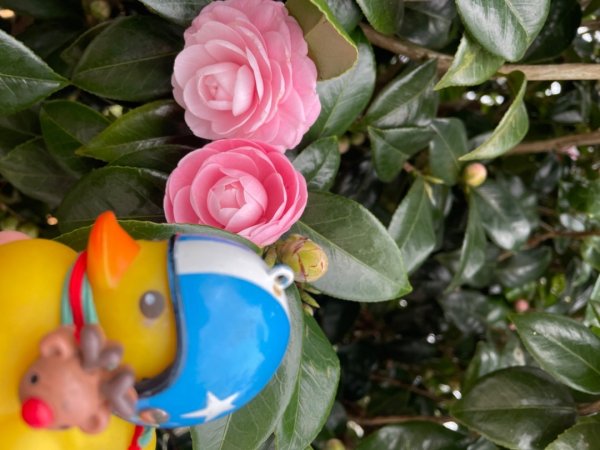 青潭越嶺政大-賞梅花🌸安坑🐦嘴四秀2691667