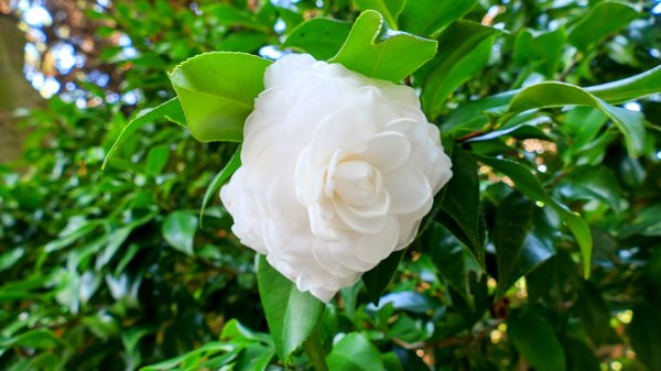 《蝶戀花・善光寺禪門櫻花》2709761