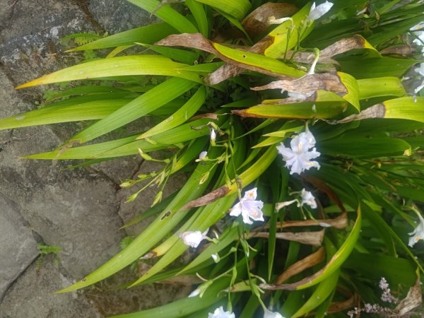 梅山鄉撿山頭2449423