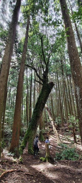 2025/06/22_民都有山登山步道2818020