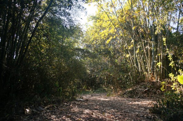 西阿里關山步道2011202