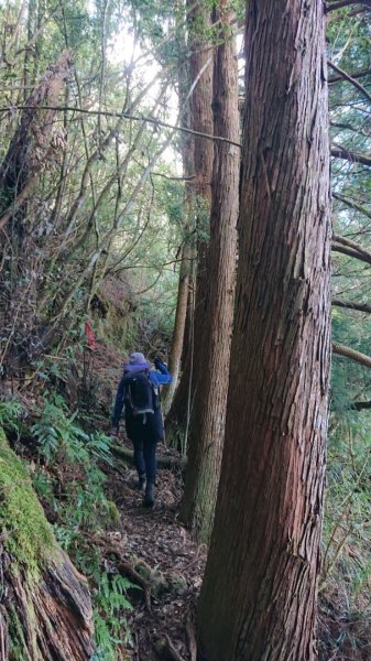 水漾森林、鹿屈山O走2461857