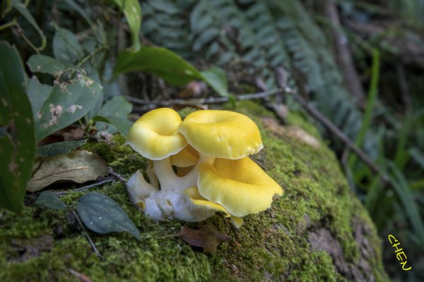 大小劍-油婆蘭全紀錄2674205