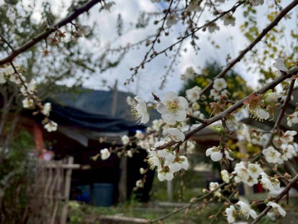 🌈1/17（六）蔡家古厝賞梅×梅子夢工廠×車埕老街✨FB：熊熊趴爬走🌈2983923